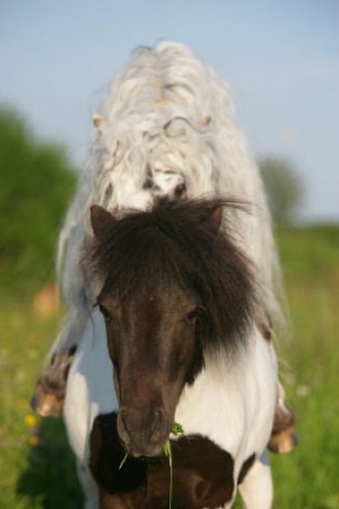 Připouštění Lancelota a Niny